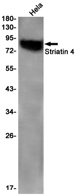 Western blot detection of Striatin 4 in Hela cell lysates using Striatin 4 Rabbit pAb(1:1000 diluted).Predicted band size:81kDa.Observed band size:81kDa.