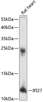 Western blot - IFI27 Polyclonal Antibody 
