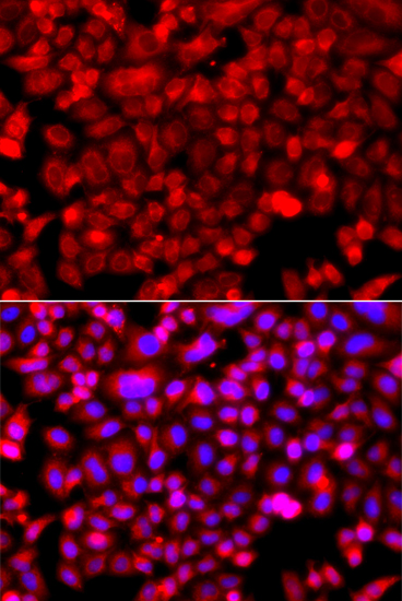Immunofluorescence - NDUFV1 Polyclonal Antibody 