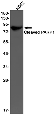 Western blot detection of Cleaved PARP1 in K562 cell lysates using Cleaved PARP1 Rabbit pAb(1:1000 diluted).Predicted band size:113kDa.Observed band size:89kDa.