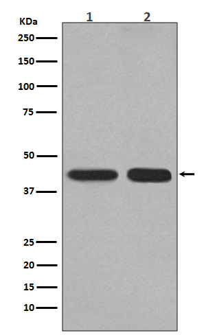 Western blot analysis of PGK1 expression in (1) HepG2 cell lysate; (2) Mouse kidney lysate.
