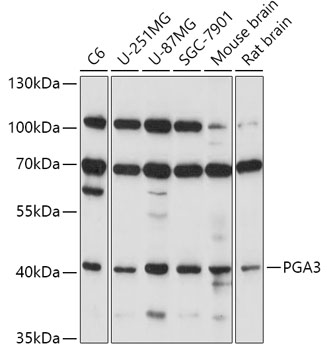 Western blot - PGA3 Polyclonal Antibody 