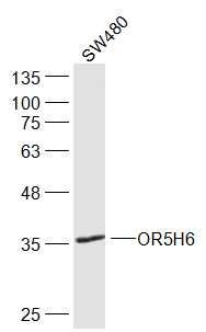 Fig1: Sample:; SW480(Human) Cell Lysate at 30 ug; Primary: Anti-OR5H6 at 1/300 dilution; Secondary: IRDye800CW Goat Anti-Rabbit IgG at 1/20000 dilution; Predicted band size: 37 kD; Observed band size: 37 kD