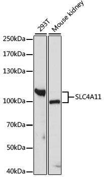 Western blot - SLC4A11 Polyclonal Antibody 