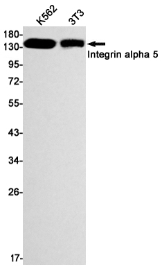 Western blot detection of Integrin alpha 5 in K562,3T3 cell lysates using Integrin alpha 5 Rabbit mAb(1:1000 diluted).Predicted band size:115kDa.Observed band size:150kDa.