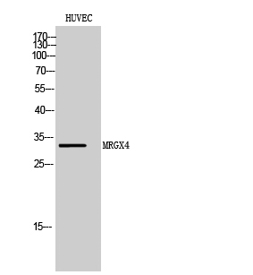 Fig1:; Western Blot analysis of HUVEC cells using MRGX4 Polyclonal Antibody