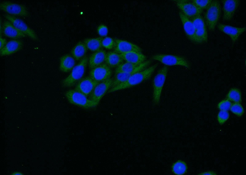 Immunofluorescent analysis of HeLa cells using Catalog No:117306(Tubulin-beta Antibody) at dilution of 1:25 and Alexa Fluor 488-congugated AffiniPure Goat Anti-Rabbit IgG(H+L)