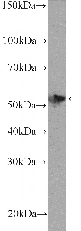 mouse colon tissue were subjected to SDS PAGE followed by western blot with Catalog No:115509(SOX10 Antibody) at dilution of 1:300