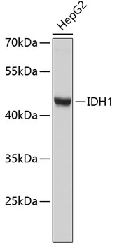 Western blot - IDH1 Polyclonal Antibody 