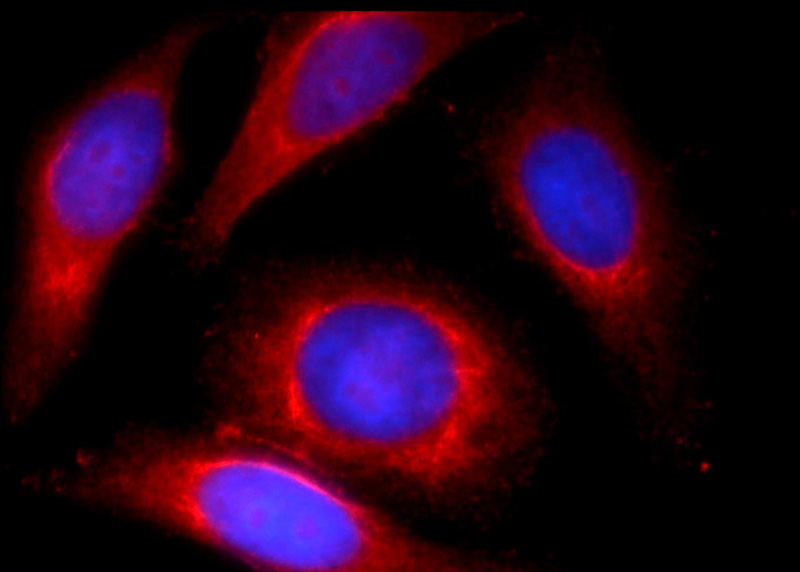 Immunofluorescent analysis of HepG2 cells using Catalog No:112412(LYRM7 Antibody) at dilution of 1:25 and Rhodamine-Goat anti-Rabbit IgG