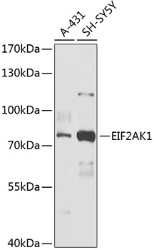 Western blot - EIF2AK1 Polyclonal Antibody 