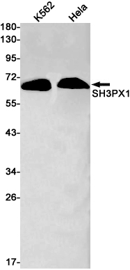 Western blot detection of SH3PX1 in K562,Hela cell lysates using SH3PX1 Rabbit pAb(1:1000 diluted).Predicted band size:67kDa.Observed band size:67kDa.