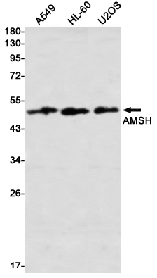 Western blot detection of AMSH in A549,HL-60,U2OS using AMSH Rabbit mAb(1:1000 diluted)