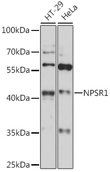 Western blot - NPSR1 Polyclonal Antibody 
