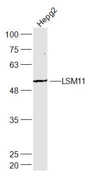 Fig1: Sample:; Hepg2(Human) Cell Lysate at 30 ug; Primary: Anti-LSM11 at 1/300 dilution; Secondary: IRDye800CW Goat Anti-Rabbit IgG at 1/20000 dilution; Predicted band size: 53 kD; Observed band size: 53 kD