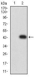 Fig2: Western blot analysis of 175074# against HEK293 (1) and TNFRSF18 (AA: extra 26-162)-hIgGFc transfected HEK293 (2) cell lysate.Proteins were transferred to a PVDF membrane and blocked with 5% BSA in PBS for 1 hour at room temperature. The primary antibody ( 1/500) was used in 5% BSA at room temperature for 2 hours. Goat Anti-Mouse IgG - HRP Secondary Antibody at 1:5,000 dilution was used for 1 hour at room temperature.