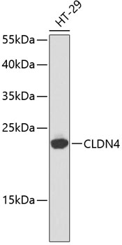 Western blot - CLDN4 Polyclonal Antibody 