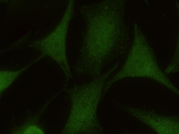 EIF3K Antibody, Mouse MAb, Immunofluorescence