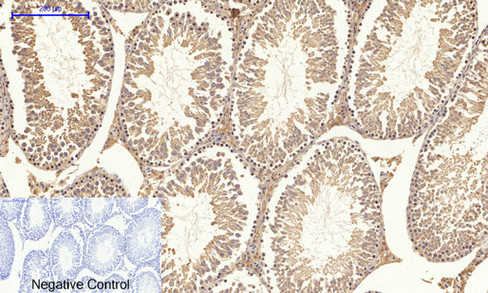 Immunohistochemical analysis of paraffin-embedded Rat-testis tissue. 1,PI 3-kinase p85α (phospho Tyr607) Polyclonal Antibody was diluted at 1:200(4°C,overnight). 2, Sodium citrate pH 6.0 was used for antibody retrieval(>98°C,20min). 3,Secondary antibody was diluted at 1:200(room tempeRature, 30min). Negative control was used by secondary antibody only.