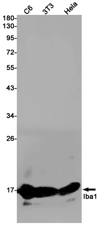 Western blot detection of Iba1 in C6,3T3,Hela cell lysates using Iba1 Rabbit pAb(1:1000 diluted).Predicted band size:17kDa.Observed band size:17kDa.