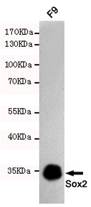 Western blot detection of Sox2 in F9 cell lysates using Sox2 mouse mAb (1:1000 diluted).Predicted band size:35KDa.Observed band size:35KDa.