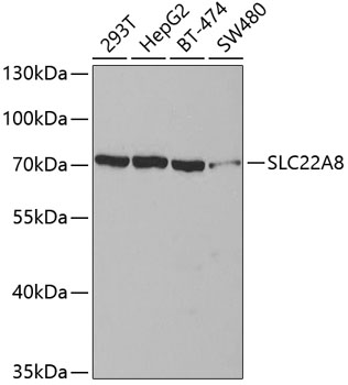 Western blot - SLC22A8 Polyclonal Antibody 