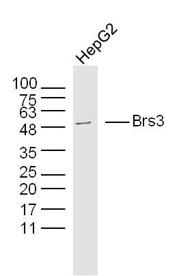 Fig1: Sample:; HepG2 Cell (Human) Lysate at 30 ug; Primary: Anti- Brs3 at 1/300 dilution; Secondary: IRDye800CW Goat Anti-Rabbit IgG at 1/20000 dilution; Predicted band size: 44 kD; Observed band size: 44 kD