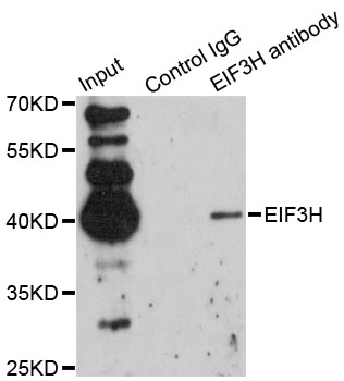 Immunoprecipitation - EIF3H Polyclonal Antibody 