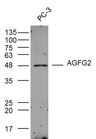 Fig1: Sample:; PC-3 Cell (Human) Lysate at 30 ug; Primary: Anti- AGFG2 at 1/300 dilution; Secondary: IRDye800CW Goat Anti-Rabbit IgG at 1/20000 dilution; Predicted band size: 49 kD; Observed band size: 49 kD