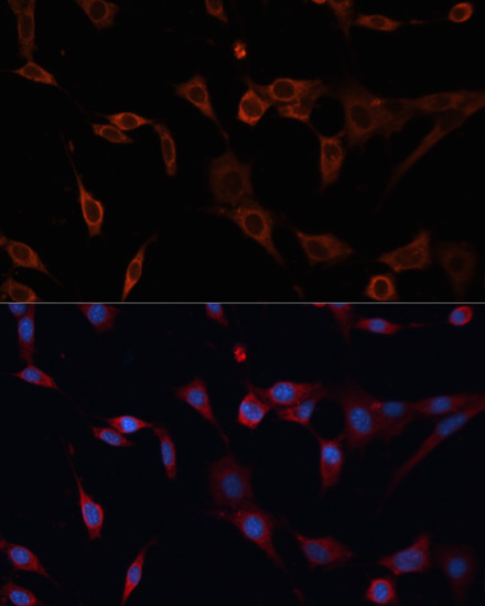 Immunofluorescence - PDIA2 Polyclonal Antibody 