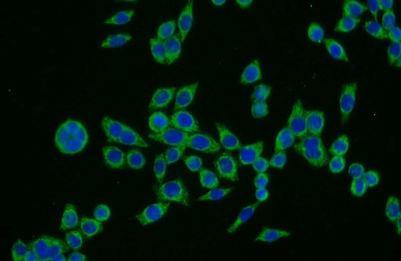 Immunofluorescent analysis of BxPC-3 cells using Catalog No:116221(TPTE Antibody) at dilution of 1:25 and Alexa Fluor 488-congugated AffiniPure Goat Anti-Rabbit IgG(H+L)