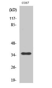 Fig1:; Western Blot analysis of various cells using Olfactory receptor 10S1 Polyclonal Antibody diluted at 1: 2000