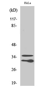 Fig1:; Western Blot analysis of various cells using C1qL2 Polyclonal Antibody