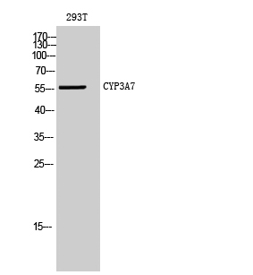Fig1:; Western Blot analysis of 293T cells using CYP3A7 Polyclonal Antibody diluted at 1: 500