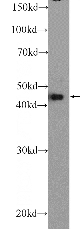 HepG2 cells were subjected to SDS PAGE followed by western blot with Catalog No:116836(WNT5A-B Antibody) at dilution of 1:600