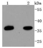 Fig1: Western blot analysis of PAX9 on different lysates using anti-PAX9 antibody at 1/1,000 dilution.; Positive control:; Lane 1: HepG2; Lane 2: Hela
