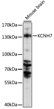 Western blot - KCNH7 Polyclonal Antibody 