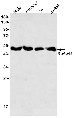 Western blot detection of RbAp48 in Hela,CHO-K1,C6,Jurkat cell lysates using RbAp48 Rabbit pAb(1:500 diluted).Predicted band size:48kDa.Observed band size:48kDa.