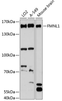 Western blot - FMNL1 Polyclonal Antibody 