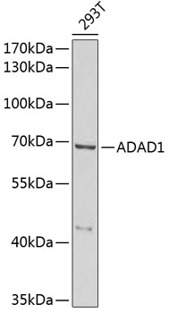 Western blot - ADAD1 Polyclonal Antibody 