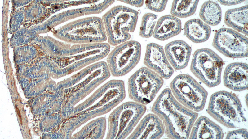Immunohistochemistry of paraffin-embedded mouse small intestine tissue slide using Catalog No:114851(RSPO2 Antibody) at dilution of 1:200 (under 10x lens).