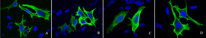 Anti-V5 Tag Antibody, Mouse MAb, Immunofluorescence