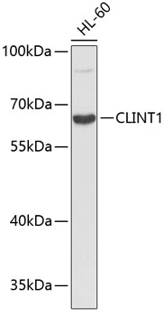Western blot - CLINT1 Polyclonal Antibody 