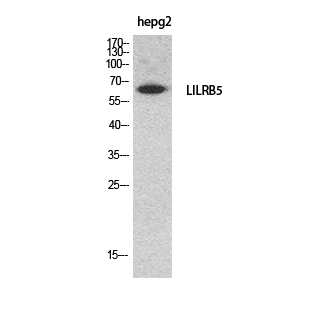 Fig1:; Western Blot analysis of HepG2 cells using CD85c Polyclonal Antibody.. Secondary antibody（catalog#：HA1001) was diluted at 1:20000