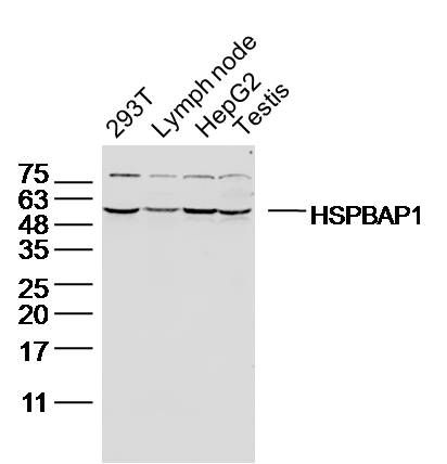 Fig1: Sample:; 293T Cell(human) Lysate at 40 ug; Lymph node (mouse) Lysate at 40 ug; HepG2 Cell(human) Lysate at 40 ug; Testis (mouse) Lysate at 40 ug; Primary: Anti- HSPBAP1 at 1/300 dilution; Secondary: IRDye800CW Goat Anti-Rabbit IgG at 1/20000 dilution; Predicted band size: 55kD; Observed band size: 55 kD