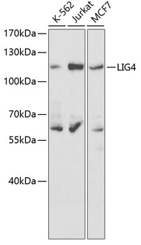 Western blot - LIG4 Polyclonal Antibody 
