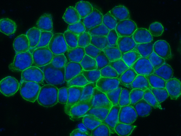 ENPP7 Antibody, Mouse MAb, Immunofluorescence