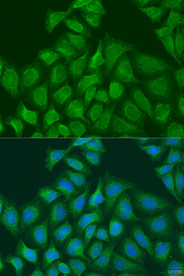 Immunofluorescence - PLOD1 Polyclonal Antibody 