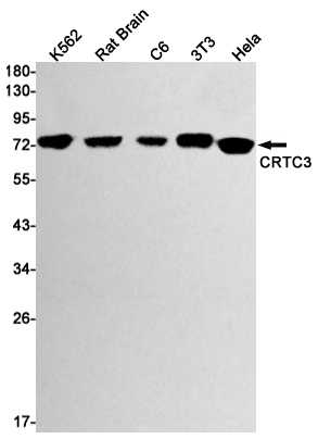 Western blot detection of CRTC3 in K562,Rat Brain,C6,3T3,Hela cell lysates using CRTC3 Rabbit mAb(1:1000 diluted).Predicted band size:67kDa.Observed band size:78kDa.