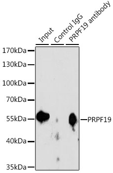 Immunoprecipitation - PRPF19 Polyclonal Antibody 